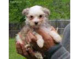 Chinese Crested Puppy for sale in Arlington, VA, USA