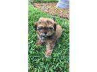 Shih-Poo Puppy for sale in West Palm Beach, FL, USA