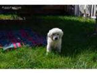 Mutt Puppy for sale in Roseville, MI, USA