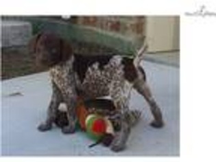 German Shorthaired Pointer Puppy for sale in New Orleans, LA, USA