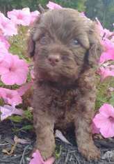 Cavapoo Puppy for sale in Knox, PA, USA