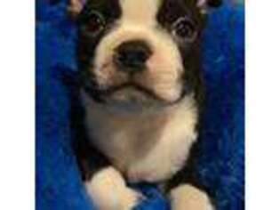Boston Terrier Puppy for sale in Durand, WI, USA