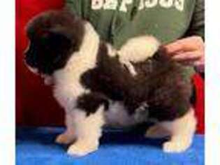 Akita Puppy for sale in Indianapolis, IN, USA