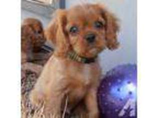 Cavalier King Charles Spaniel Puppy for sale in KAHULUI, HI, USA