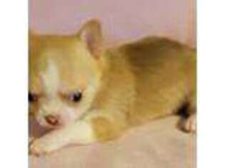 Chihuahua Puppy for sale in Zanesville, OH, USA