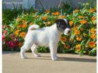 Mutt Puppy for sale in Gentry, AR, USA