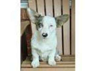 Pembroke Welsh Corgi Puppy for sale in Jonesboro, AR, USA