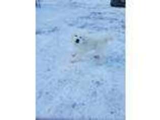 Great Pyrenees Puppy for sale in Cornville, ME, USA