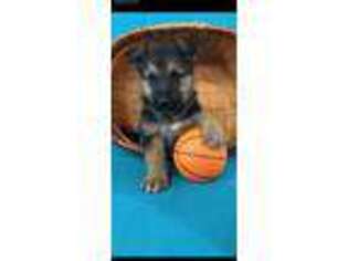 German Shepherd Dog Puppy for sale in Union Grove, NC, USA