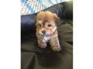 Havanese Puppy for sale in Jackson, MI, USA