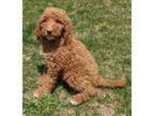 Labradoodle Puppy for sale in Loysville, PA, USA