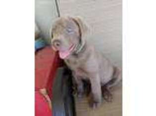 Labrador Retriever Puppy for sale in Modesto, CA, USA