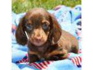 Dachshund Puppy for sale in Anderson, MO, USA