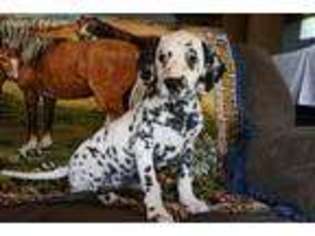 Dalmatian Puppy for sale in Dundee, OH, USA