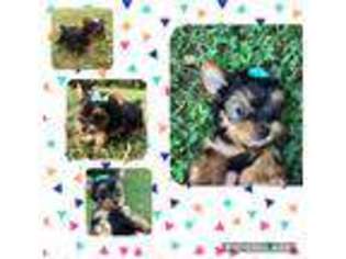 Yorkshire Terrier Puppy for sale in Martinsville, IN, USA