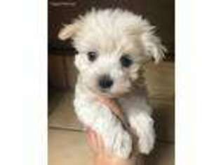 Maltese Puppy for sale in Buhl, ID, USA