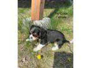 Cavalier King Charles Spaniel Puppy for sale in Lengby, MN, USA