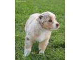 Australian Shepherd Puppy for sale in Gonzales, TX, USA