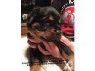 Rottweiler Puppy for sale in FREEHOLD, NJ, USA