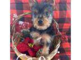 Yorkshire Terrier Puppy for sale in Lewisburg, KY, USA