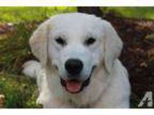 Labrador Retriever Puppy for sale in HOWELL, MI, USA