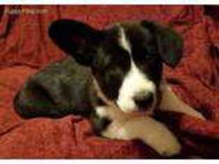 Cardigan Welsh Corgi Puppy for sale in Grantsville, UT, USA