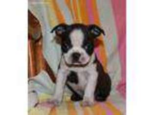 Boston Terrier Puppy for sale in Schuylkill Haven, PA, USA