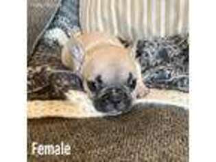 French Bulldog Puppy for sale in Elgin, OK, USA