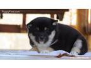 Shiba Inu Puppy for sale in Windsor, KY, USA