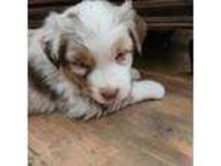 Australian Shepherd Puppy for sale in Castle Rock, CO, USA