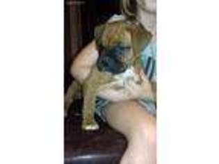 Boxer Puppy for sale in Lake City, FL, USA