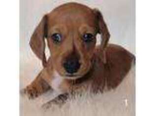 Dachshund Puppy for sale in Glendale, AZ, USA