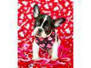 French Bulldog Puppy for sale in Lexington, KY, USA