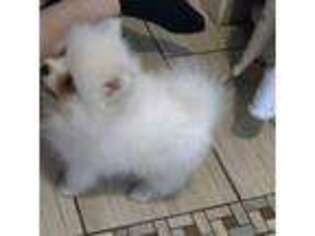 Pomeranian Puppy for sale in Port Monmouth, NJ, USA