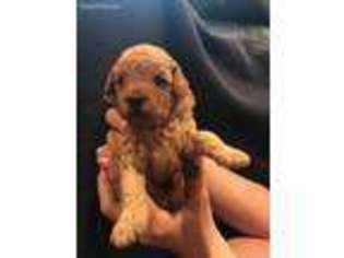 Goldendoodle Puppy for sale in Parker, CO, USA