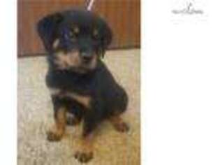 Rottweiler Puppy for sale in Kansas City, MO, USA