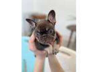French Bulldog Puppy for sale in Ferndale, WA, USA