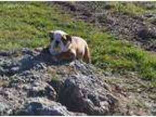 Bulldog Puppy for sale in Niangua, MO, USA