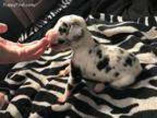 Great Dane Puppy for sale in Poteau, OK, USA