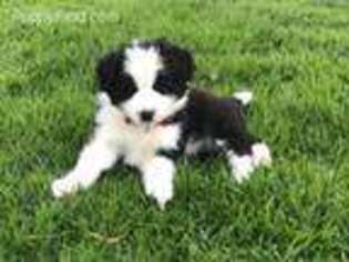 Border Collie Puppy for sale in Rio Vista, CA, USA