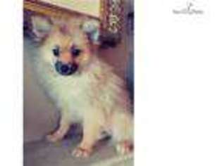 Pomeranian Puppy for sale in San Diego, CA, USA