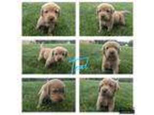 Labrador Retriever Puppy for sale in Bowling Green, OH, USA