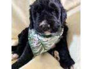 Mutt Puppy for sale in Pinckneyville, IL, USA
