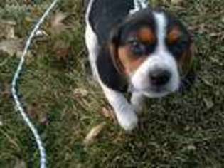 Beagle Puppy for sale in Alamosa, CO, USA