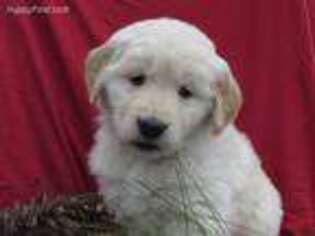 Golden Retriever Puppy for sale in Newmanstown, PA, USA