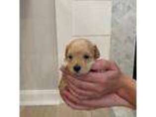 Mutt Puppy for sale in Darlington, MD, USA
