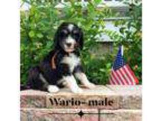 Mutt Puppy for sale in Mayville, WI, USA