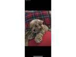 Mutt Puppy for sale in Trumbull, CT, USA