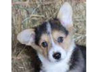 Pembroke Welsh Corgi Puppy for sale in Wentworth, MO, USA