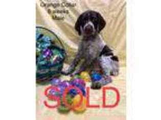 German Shorthaired Pointer Puppy for sale in Visalia, CA, USA